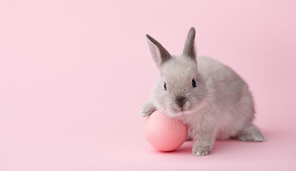 Cruelty-Free: The Truth Behind Animal Testing and Why it Matters