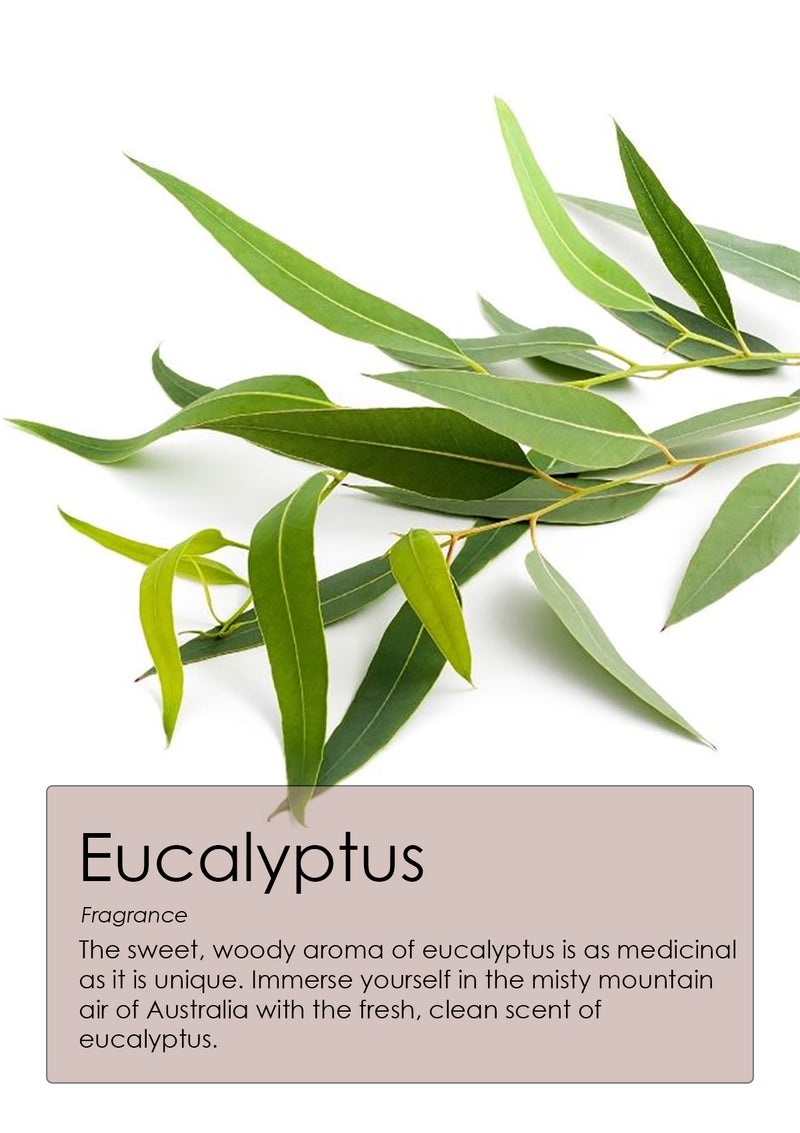 https://belasoap.com/cdn/shop/products/Eucalyptus_graphic1_800x.jpg?v=1700248790